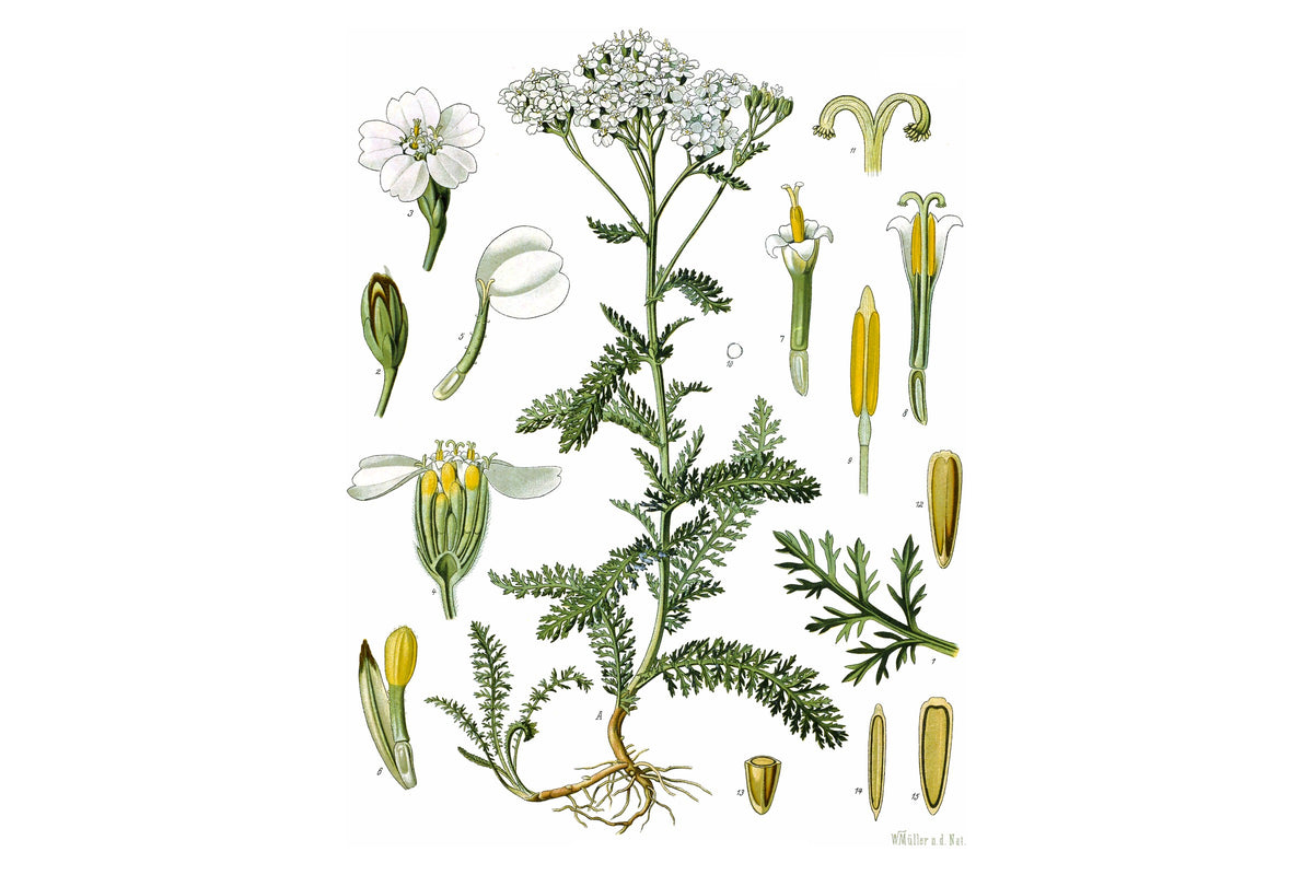 achillée millefeuille