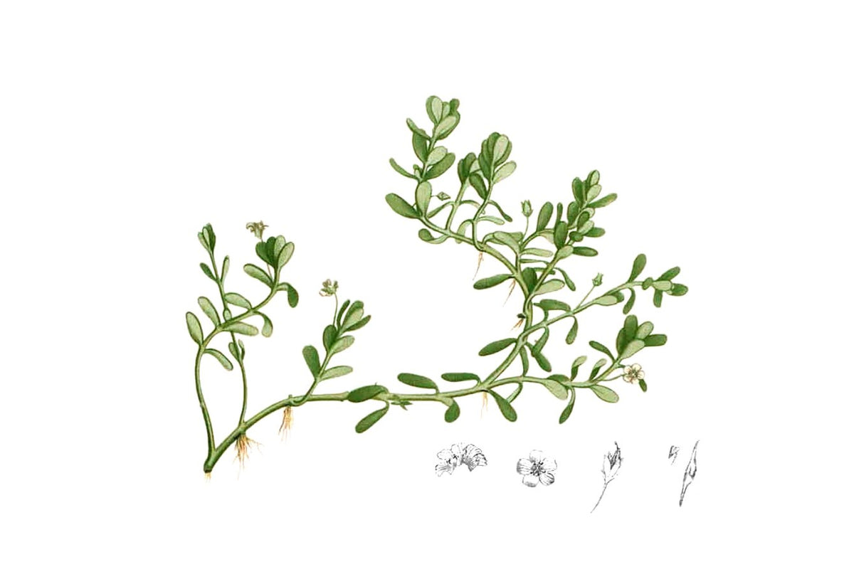 bacopa