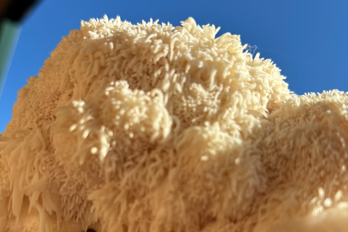 lion's mane