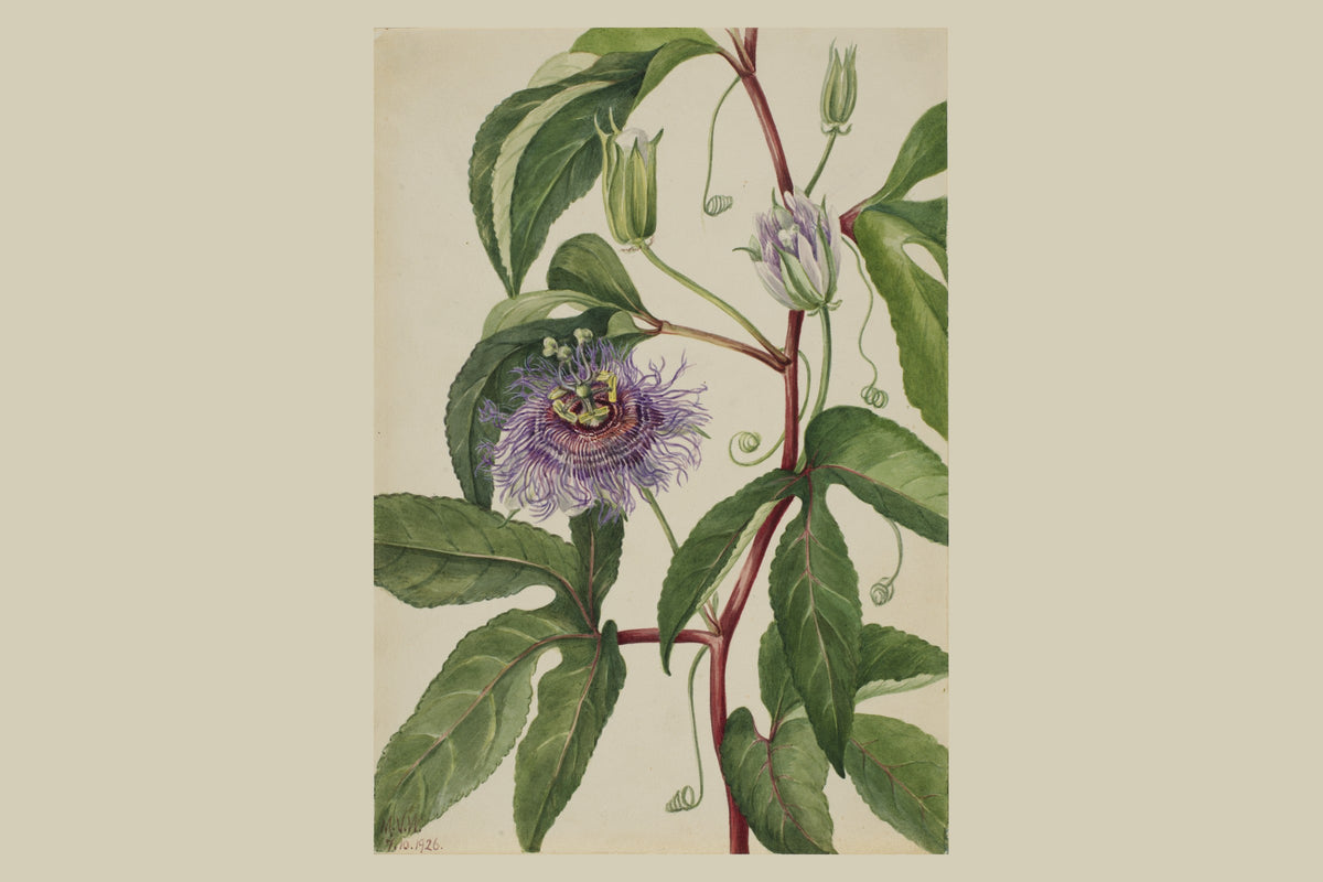 passiflore