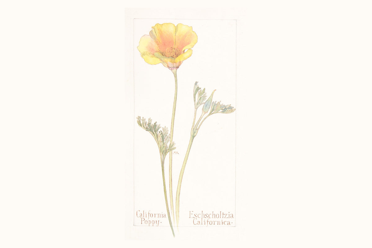 pavot jaune