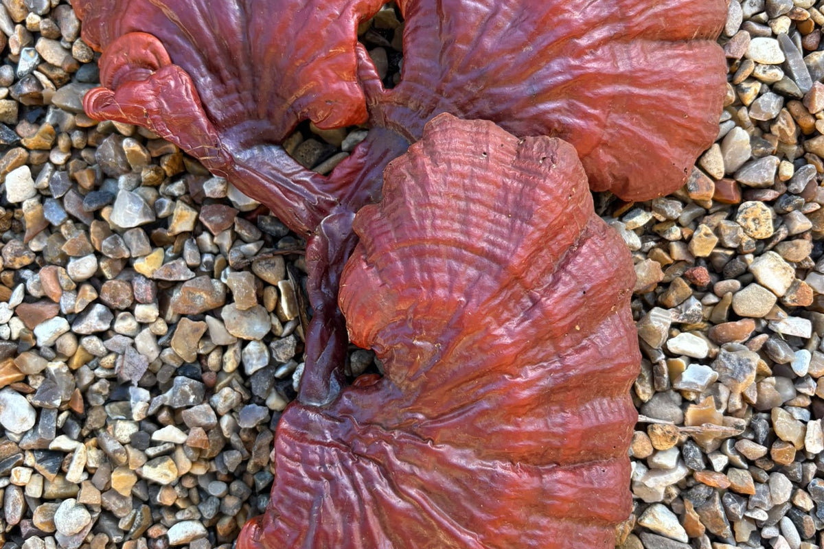 reishi