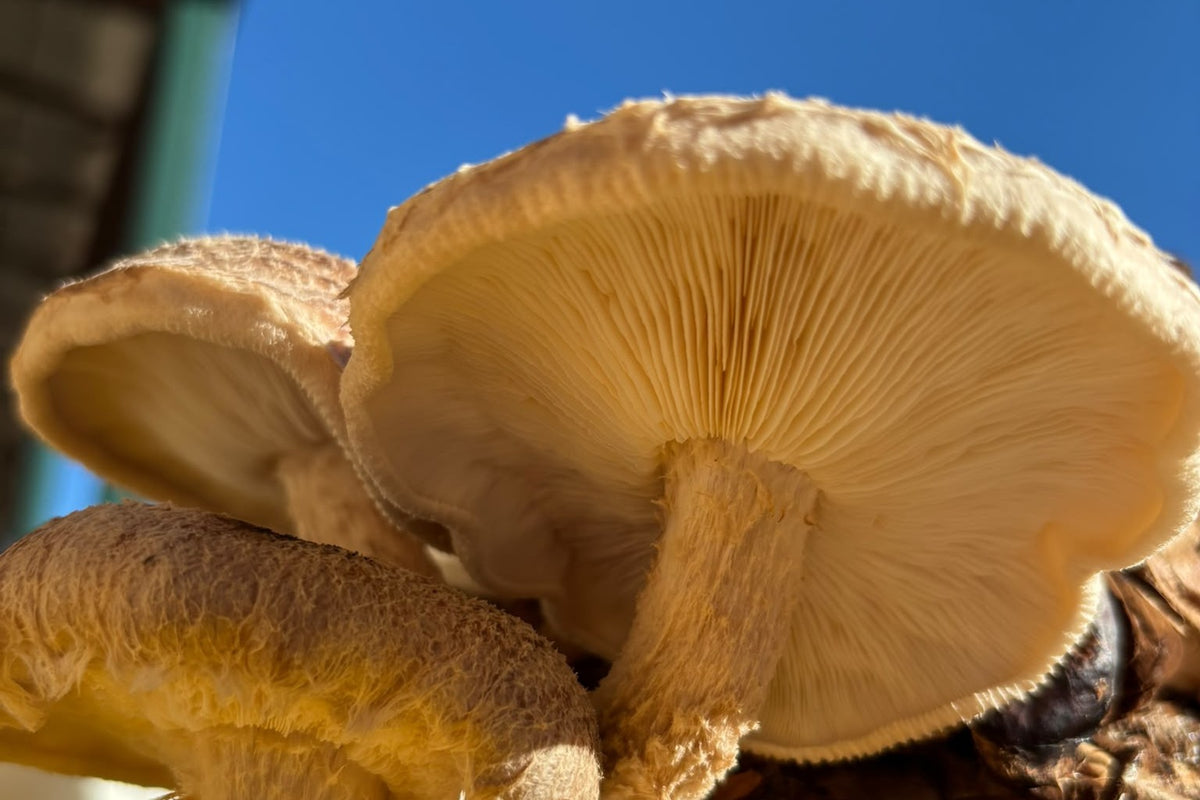 shiitake